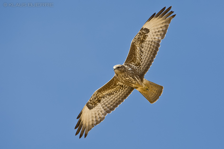 Steppe Buzzard_KBJ4309.jpg - Steppe Buzzard - Eilat Mountains